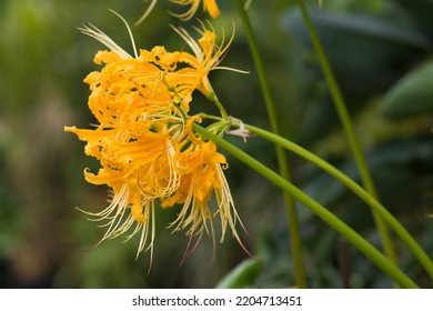 The name of these flowers is golden spider lily , yellow spider lily.
Scientific name is Lycoris traubii W.Hayw.