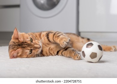 Gato de Bengala brinca com uma bola no chão. Gato brincando.