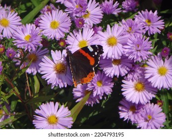 Bunter Schmetterling, roter Admiral (Vanessa atalanta), sitzend auf purpurroten Gänseblümchen