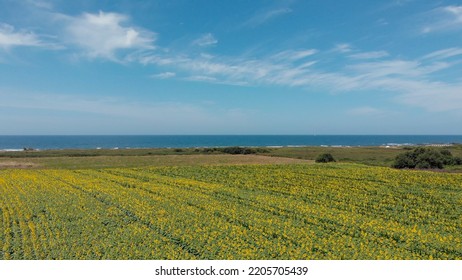 Nhìn từ trên cao xuống cánh đồng hoa hướng dương. Nhìn từ trên xuống cánh đồng nông nghiệp với những bông hoa hướng dương đang nở rộ. Phong cảnh mùa hè với những cánh đồng lớn màu vàng có hoa hướng dương ở Carreço, Bồ Đào Nha.