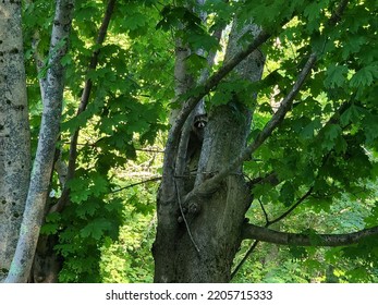 Een wasbeer die in een boom zit en tussen takken gluurt.