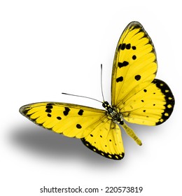 Profil sayap atas kupu-kupu kuning terbang ke atas.