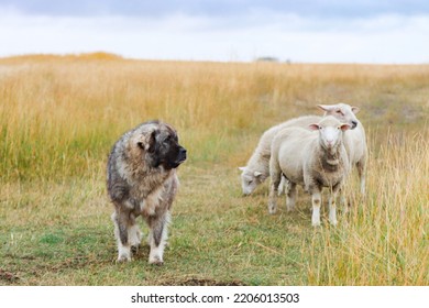 羊を守るサルプラニナク犬。家畜の守護犬。