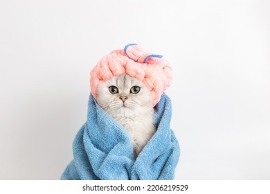 Gracioso gato blanco mojado, después de bañarse, envuelto en una toalla azul con una gorra rosa en la cabeza