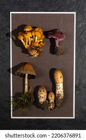 Wild mushrooms on brown textured cardboard. Frame, forest decor. Flat lay, top view. creative art 