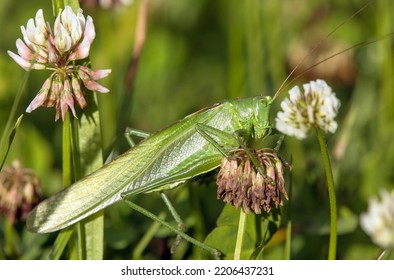 バッタの緑、偉大な緑のブッシュ-クリケット、ラテン語 Tettigonia viridissima