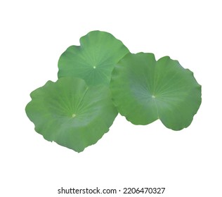 Nahaufnahme der grünen Blätter von Lotus oder Seerose oder Nelumbo nucifera Bündel isoliert auf weißem Hintergrund. Die Seite des Lotusblattbuschs.