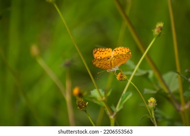 Beautiful yellow butterfly pollinating flower
Phalanta phalantha, the common leopard or spotted rustic.Slective focus. High quality photo 