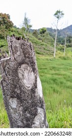 una imagen muy singular de un árbol con un patrón como una cara extraterrestre o un patrón de reloj tomado en una plantación de té