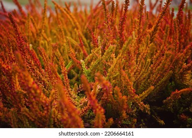 Calluna vulgaris 'Zora' - ヘザー、リング。明るくカラフルな秋の背景。塗りつぶされたフル フレーム画像。