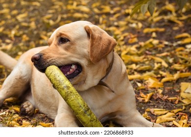 Mooie schattige vriendelijke hond rasechte Lablador Retriever van beige vachtkleur knaagt aan zijn speeltje