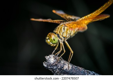 Primer plano de Dragonfly encaramado en una rama de árbol, madera seca y fondo natural, Enfoque selectivo, macro de insectos, Insecto colorido en Tailandia.