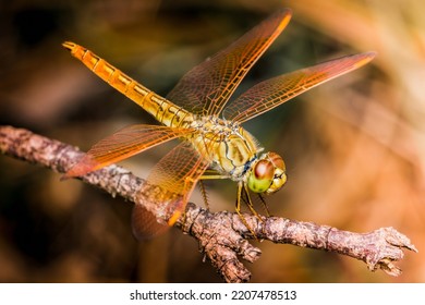 Primer plano de Dragonfly encaramado en una rama de árbol, madera seca y fondo natural, Enfoque selectivo, macro de insectos, Insecto colorido en Tailandia.