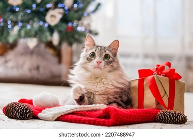 クリスマス猫。クリスマス ツリーの背景と花輪のライトのギフト ボックスの横にある太ったふわふわ猫の肖像画。