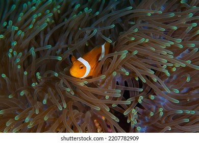 Cá hề nemo sọc trắng màu cam nép mình trong môi trường sống của hải quỳ trong mờ màu nâu
