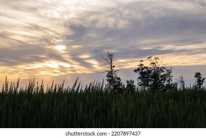 Cielo mágico, hierba y árbol, hermosa vista de la puesta de sol.
