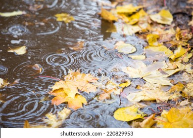 reflectie in de plas met bladeren en regendruppels