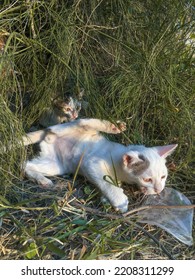 Weiße Katze, braune Augen, im Gras liegend.