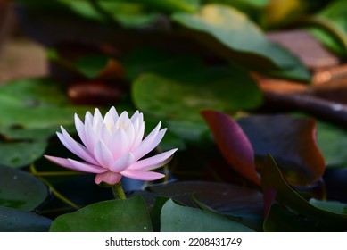 Der rosa Lotus jagt den rosa-weißen Teil des Hinterhofs