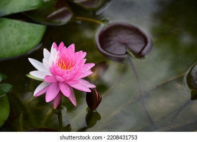 Nahaufnahmeseitenansicht rosa-weiße Lotusblumen auf verschwommenem Hintergrund im Hinterhof für eine Tapete und einen Hintergrund.