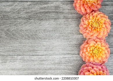 Dahlia flower heads are placed at the right of this image. Space for text at the left. Wood, texture, black, gray background.