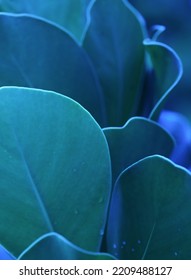 primer pla macro corba abstracta vora de la línia de fons botànic tropical blau verd clar fulles rodones fullatge de plantes amb espai de còpia. idea per a fons de pantalla ecològic, teló de fons de salut, disseny natural mínim.