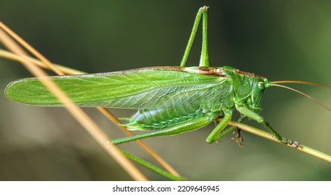 Saltamontes verde, gran grillo verde, en latín Tettigonia viridissima