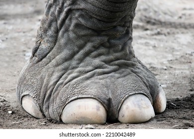 close-up of elephant's feet and hooves looks really big