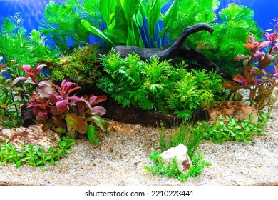 Aquarium de style forêt sous-marine avec une variété de plantes aquatiques, de pierres et de décorations herbacées.
