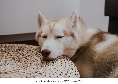 籐のオットマンで寝ているシベリアン ハスキー犬。自宅で淡い黄色のシベリアン ハスキー犬のかわいい画像、居心地の良い雰囲気、休息ムード。
