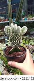 Mickey-Mouse-Kaktus. Dieser Kaktus ist unter diesem Namen bekannt, weil seine Form an die Ohren der Disney-Zeichentrickfigur Mickey Mouse erinnert. Die winzigen Stacheln sehen aus wie Tupfen, weil sie cov sind