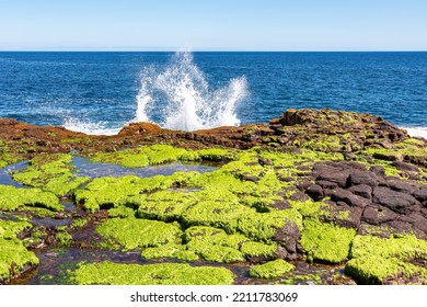 コケ、緑の海の植物、プエルト デ ラ クルス、テネリフェ島、カナリア諸島、スペイン、ヨーロッパの海岸線に藻が生い茂った火山岩の景色。オーシャンバス・ラハ・デ・ラ・サル。岸に打ち寄せる波