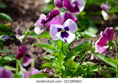 White pansies in the meadow 2K wallpaper download