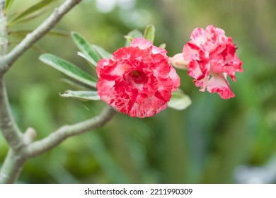 Schöne Wüstenrosenblume auf verschwommenem Naturgrünblatthintergrund im Garten, rosafarbene Blume, Mock-Azalea-Blumen, Impala-Lilienblume.