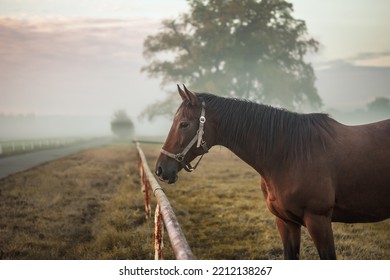 Con ngựa thuần chủng màu nâu trên đồng cỏ vào buổi sáng mùa thu sương mù se lạnh
