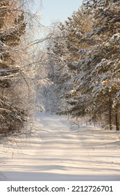 シベリアの夕暮れ時の冬の森。凍てつく冬。
