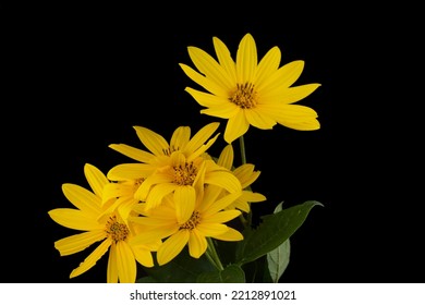 Bunga Daisy kuning diisolasi pada latar belakang hitam. Buket aster kuning terisolasi.