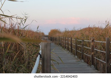 Nature scenery for wallpaper in autumn. sea, trees, flowers, reeds and sky. lake and pier
