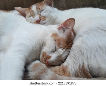 Hai con mèo trắng và nâu ngủ cùng nhau