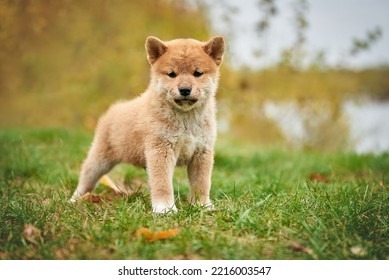 牧草地にいる赤い柴犬の子犬