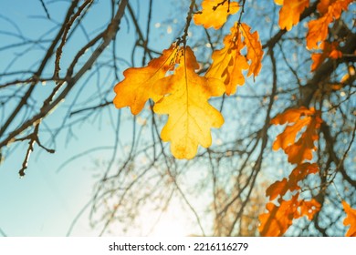 秋の公園で樫の木の秋の黄色の葉。太陽の光で葉と秋の背景。美しい自然の風景。