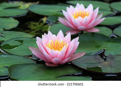 schöne lotusblume im teich
