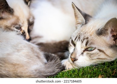 Twee mooie jonge katten slapen samen opgerold op het gras. Twee witte kittens die buiten liggen
