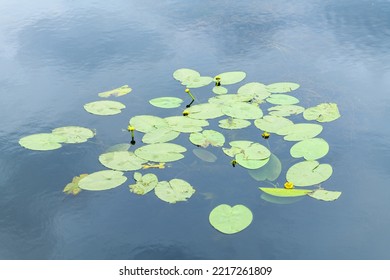 Blühende gelbe Seerose (Krug) im Wasser (Nuphar luteum)
