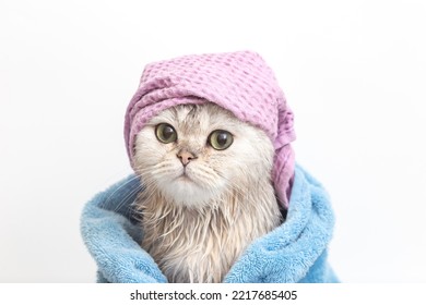 Gato gracioso, después de bañarse, envuelto en una toalla azul con una gorra violeta en la cabeza