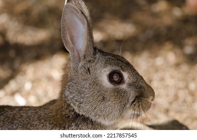 European Rabbit 2K wallpaper download