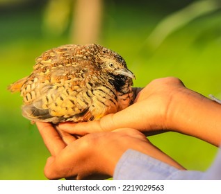 女の子はウズラを手に持っています。野生の国内一般的なウズラ - ウズラ coturnix、またはヨーロッパのウズラは、キジ科キジ科の小さな地面に巣を作るゲームの鳥です。一般的なウズラ。野生のウズラ。