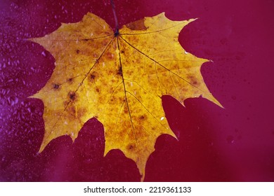 autumn maple leaf on a glass surface with water rain drops on a red background.