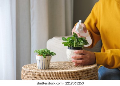 特写：一位女士在家中用植物喷雾器照顾和浇灌室内植物