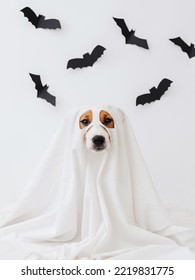 Perro disfrazado de fantasma sobre un fondo blanco con murciélagos de papel negro. Lindo perro fantasma de Halloween